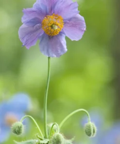 Violet Himalayan Poppy Seeds - 10 Meconopsis Betonicifolia Flower Seeds - Image 6
