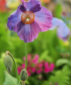 Violet Himalayan Poppy Seeds - 10 Meconopsis Betonicifolia Flower Seeds - Image 7