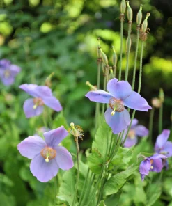 Violet Himalayan Poppy Seeds - 10 Meconopsis Betonicifolia Flower Seeds - Image 8