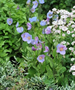 Violet Himalayan Poppy Seeds - 10 Meconopsis Betonicifolia Flower Seeds - Image 9