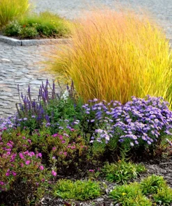 Violet Panic Grass Seeds - 30 Count Ornamental Purple Millet Seeds - Image 2