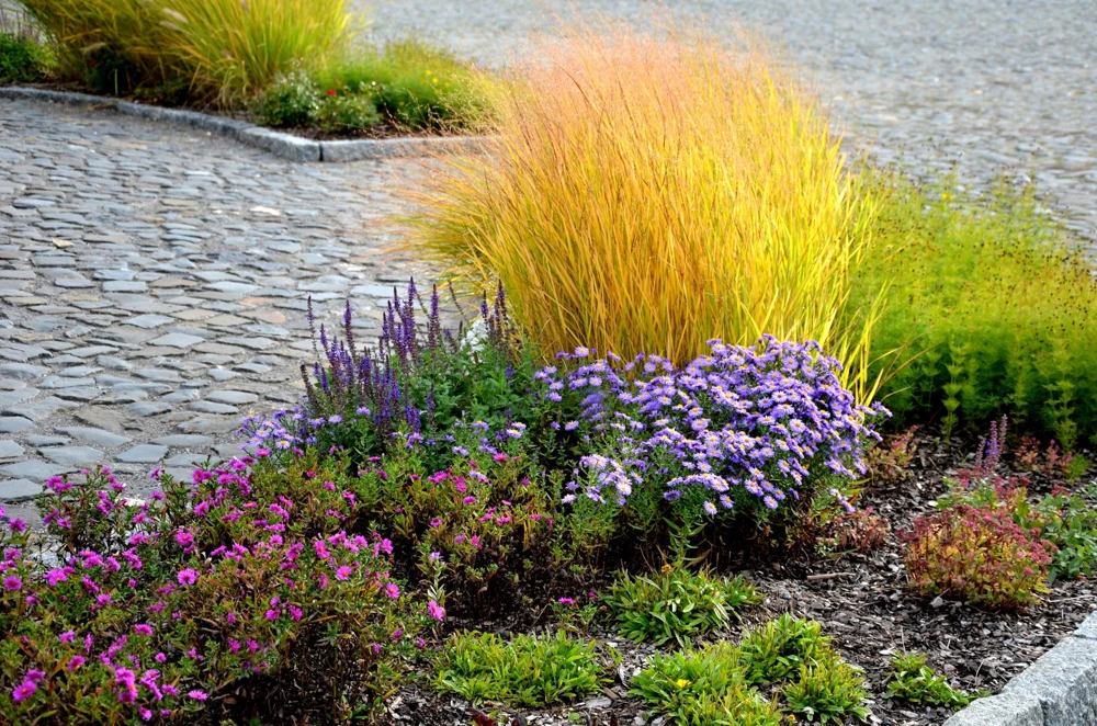 Violet Panic Grass Seeds - 30 Count Ornamental Purple Millet Seeds - Image 2