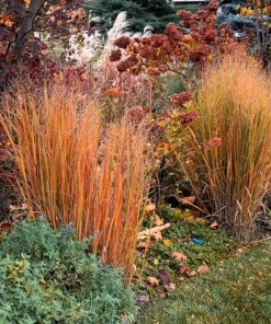 Violet Panic Grass Seeds - 30 Count Ornamental Purple Millet Seeds - Image 3