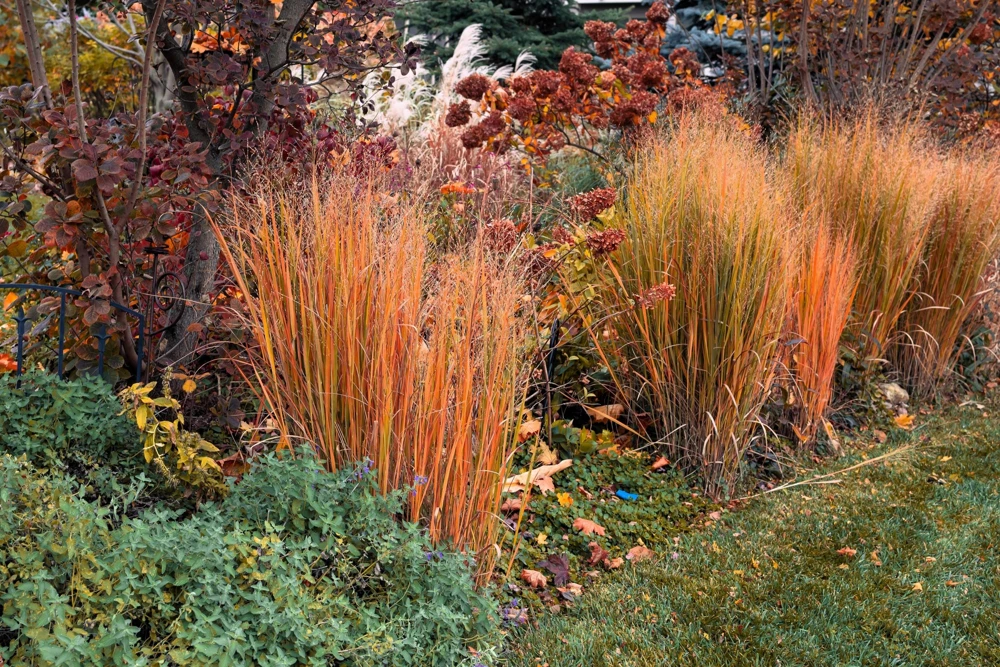 Violet Panic Grass Seeds - 30 Count Ornamental Purple Millet Seeds - Image 3