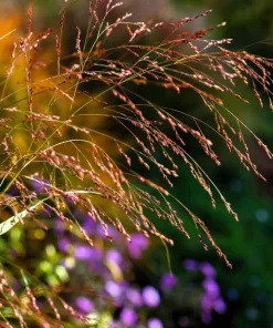 Violet Panic Grass Seeds - 30 Count Ornamental Purple Millet Seeds - Image 4