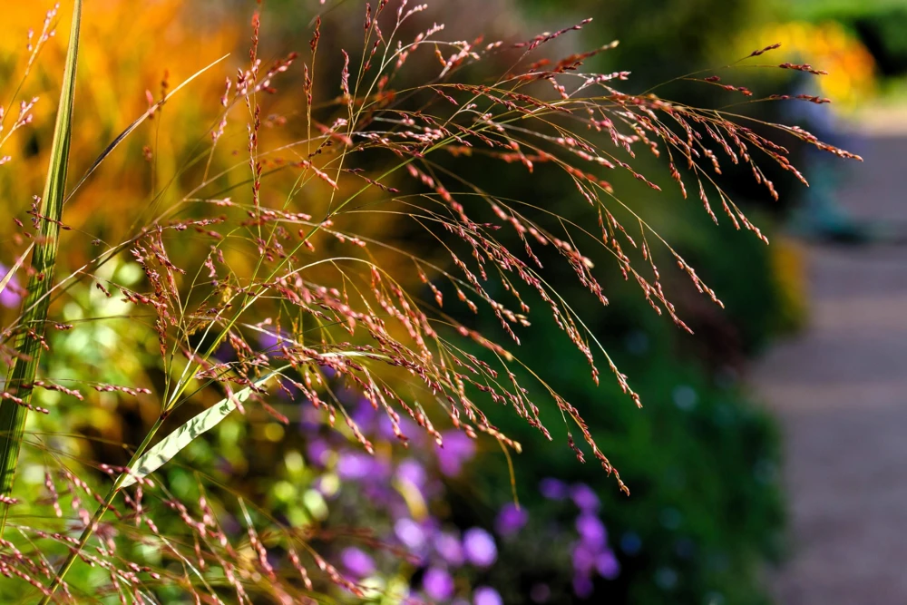 Violet Panic Grass Seeds - 30 Count Ornamental Purple Millet Seeds - Image 4