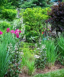 Violet Panic Grass Seeds - 30 Count Ornamental Purple Millet Seeds - Image 5