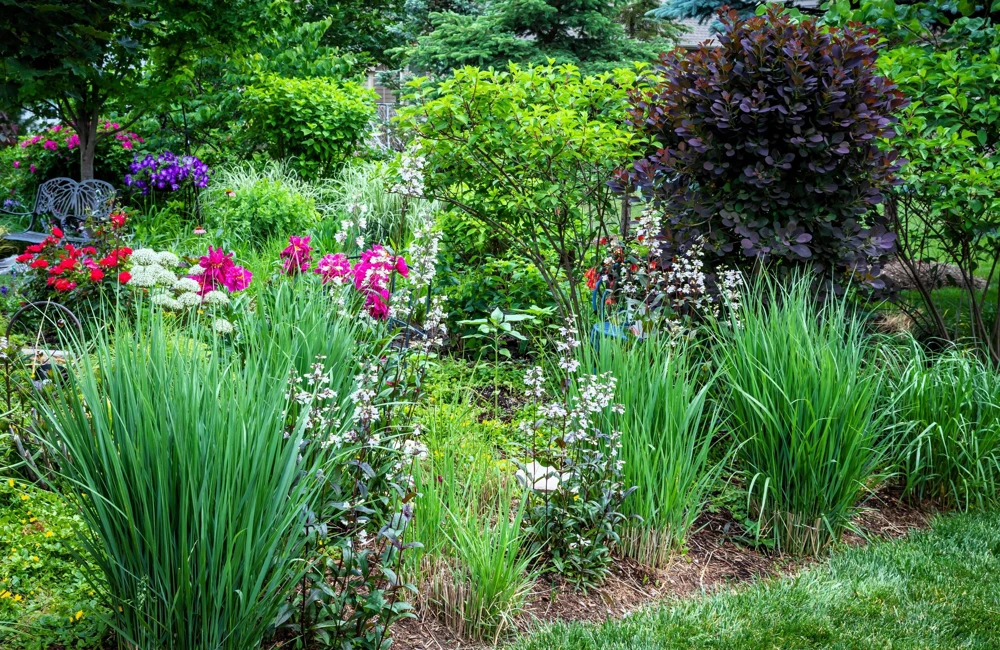 Violet Panic Grass Seeds - 30 Count Ornamental Purple Millet Seeds - Image 5