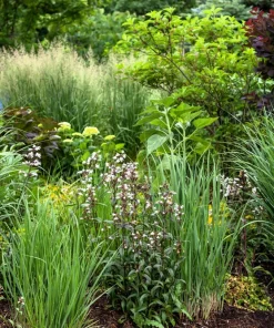 Violet Panic Grass Seeds - 30 Count Ornamental Purple Millet Seeds - Image 6