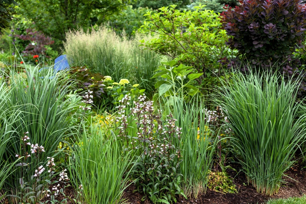 Violet Panic Grass Seeds - 30 Count Ornamental Purple Millet Seeds - Image 6