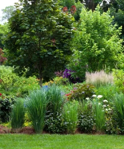 Violet Panic Grass Seeds - 30 Count Ornamental Purple Millet Seeds - Image 7
