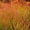 Violet Panic Grass Seeds - 30 Count Ornamental Purple Millet Seeds - Image 1