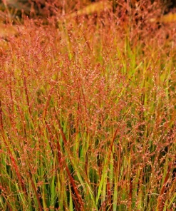 Violet Panic Grass Seeds - 30 Count Ornamental Purple Millet Seeds - Image 1