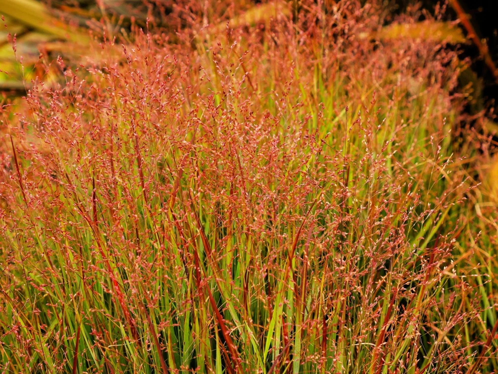 Violet Panic Grass Seeds - 30 Count Ornamental Purple Millet Seeds - Image 1