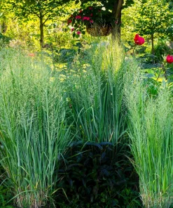 Violet Panic Grass Seeds - 30 Count Ornamental Purple Millet Seeds - Image 8