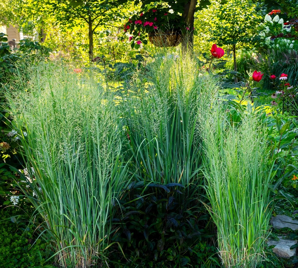 Violet Panic Grass Seeds - 30 Count Ornamental Purple Millet Seeds - Image 8