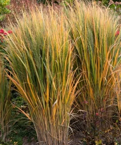Violet Panic Grass Seeds - 30 Count Ornamental Purple Millet Seeds - Image 9