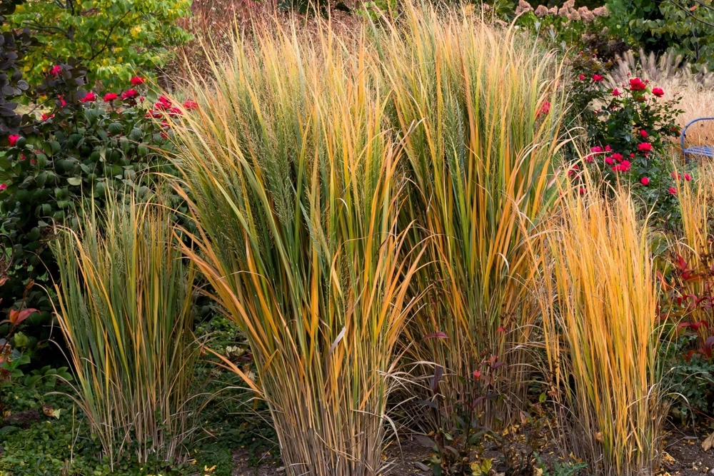 Violet Panic Grass Seeds - 30 Count Ornamental Purple Millet Seeds - Image 9