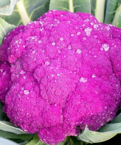 Violet Queen Purple Cauliflower Seeds - 25 Vegetable Seeds for Planting - Image 3