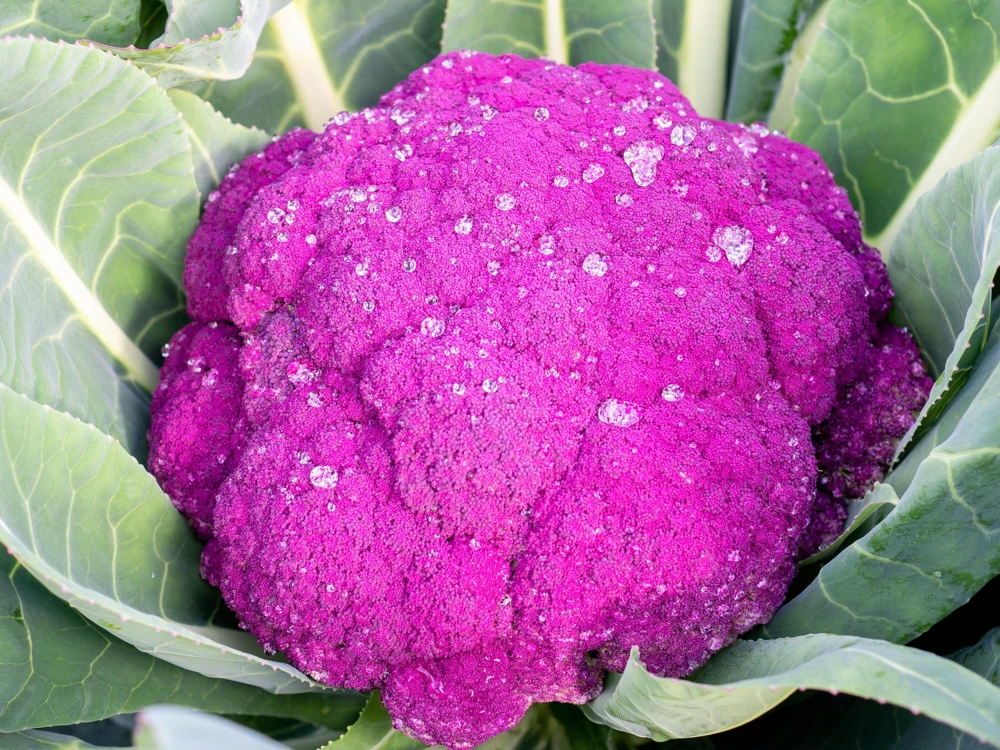 Violet Queen Purple Cauliflower Seeds - 25 Vegetable Seeds for Planting - Image 3