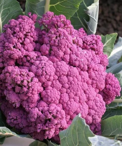Violet Queen Purple Cauliflower Seeds - 25 Vegetable Seeds for Planting - Image 4