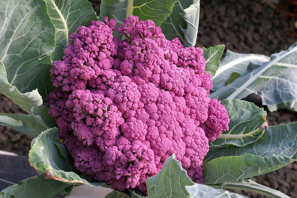 Violet Queen Purple Cauliflower Seeds - 25 Vegetable Seeds for Planting - Image 4