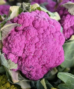 Violet Queen Purple Cauliflower Seeds - 25 Vegetable Seeds for Planting - Image 1