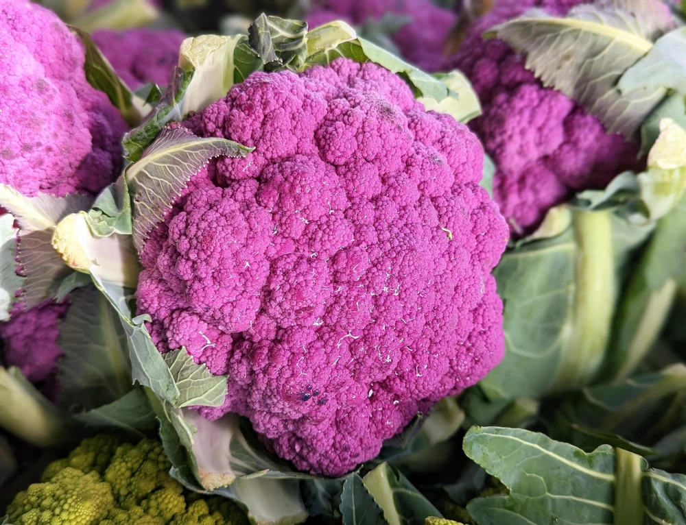 Violet Queen Purple Cauliflower Seeds - 25 Vegetable Seeds for Planting - Image 1