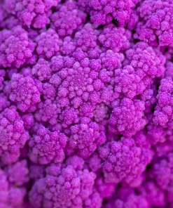 Violet Queen Purple Cauliflower Seeds - 25 Vegetable Seeds for Planting - Image 6