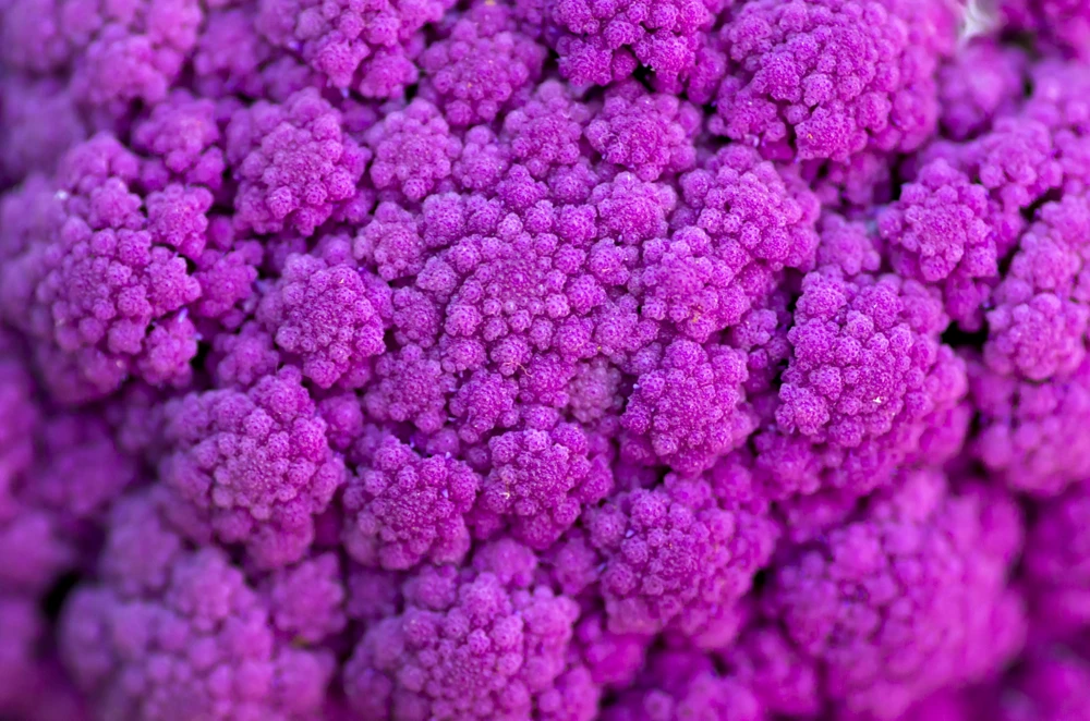 Violet Queen Purple Cauliflower Seeds - 25 Vegetable Seeds for Planting - Image 6