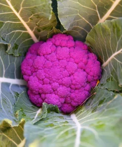 Violet Queen Purple Cauliflower Seeds - 25 Vegetable Seeds for Planting - Image 7