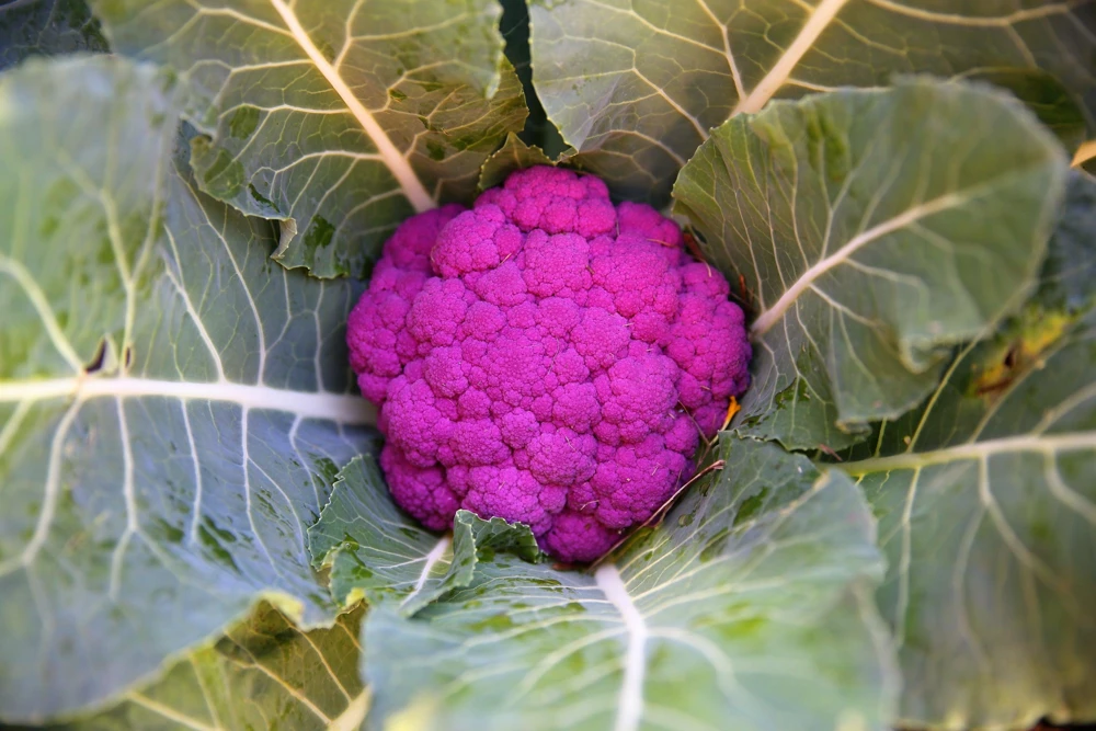 Violet Queen Purple Cauliflower Seeds - 25 Vegetable Seeds for Planting - Image 7
