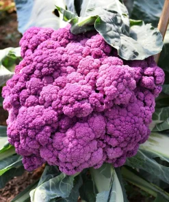 Violet Queen Purple Cauliflower Seeds - 25 Vegetable Seeds for Planting - Image 9