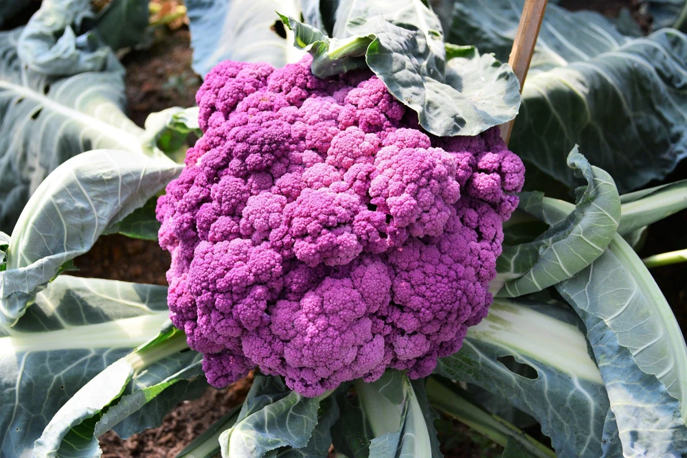 Violet Queen Purple Cauliflower Seeds - 25 Vegetable Seeds for Planting - Image 9