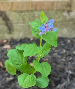 Virginia Bluebell Bare Root Plant - 5 Roots Wildflower - Shade Lover - Zones 4-9 - Image 2