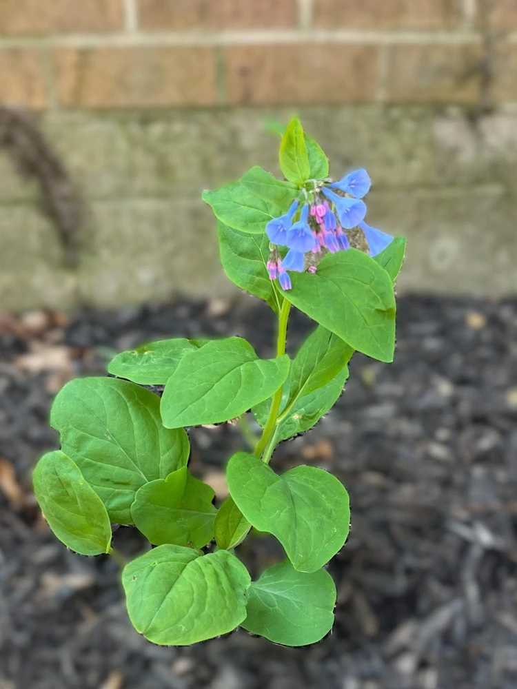 Virginia Bluebell Bare Root Plant - 5 Roots Wildflower - Shade Lover - Zones 4-9 - Image 2