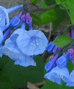 Virginia Bluebell Bare Root Plant - 5 Roots Wildflower - Shade Lover - Zones 4-9 - Image 3
