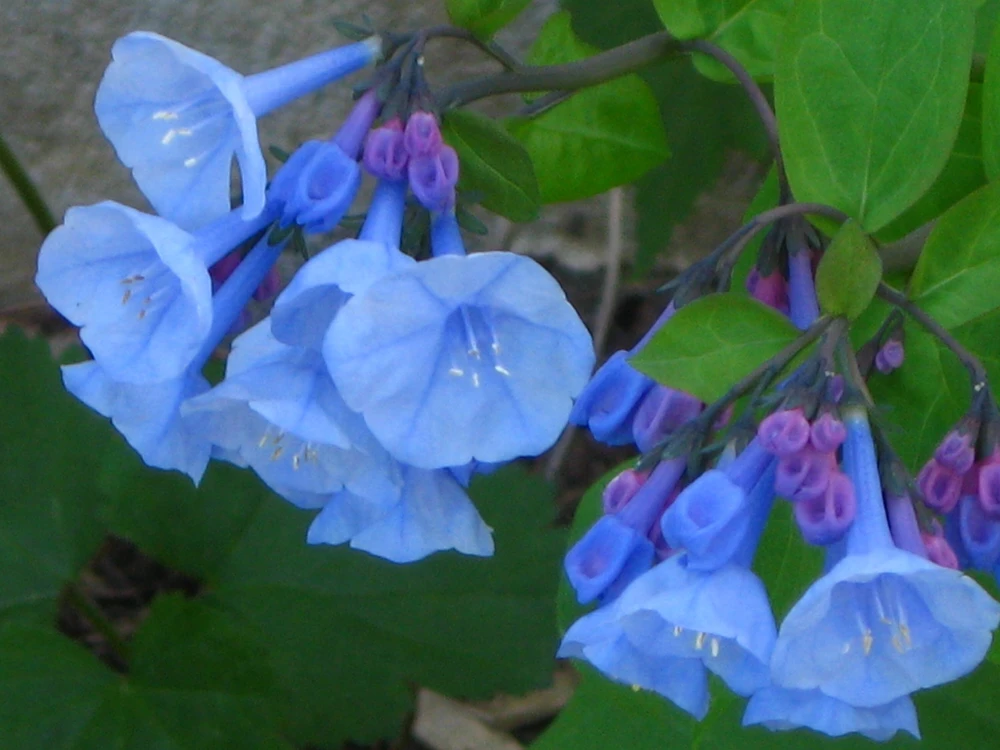 Virginia Bluebell Bare Root Plant - 5 Roots Wildflower - Shade Lover - Zones 4-9 - Image 3