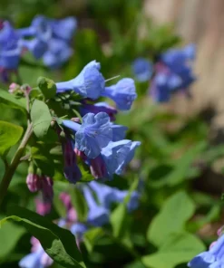 Virginia Bluebell Bare Root Plant - 5 Roots Wildflower - Shade Lover - Zones 4-9 - Image 5