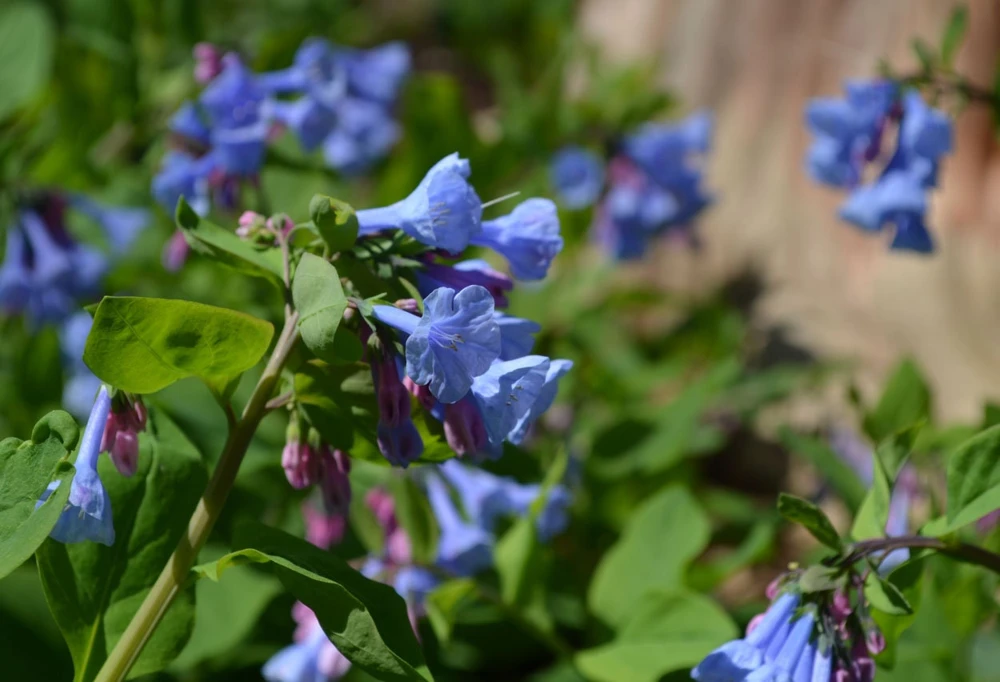 Virginia Bluebell Bare Root Plant - 5 Roots Wildflower - Shade Lover - Zones 4-9 - Image 5