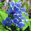 Virginia Bluebell Bare Root Plant - 5 Roots Wildflower - Shade Lover - Zones 4-9 - Image 1