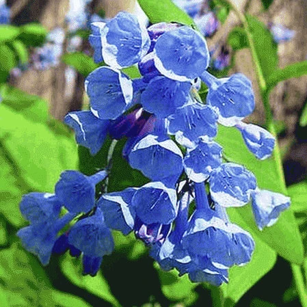 Virginia Bluebell Bare Root Plant - 5 Roots Wildflower - Shade Lover - Zones 4-9 - Image 1