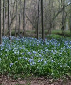 Virginia Bluebell Bare Root Plant - 5 Roots Wildflower - Shade Lover - Zones 4-9 - Image 6