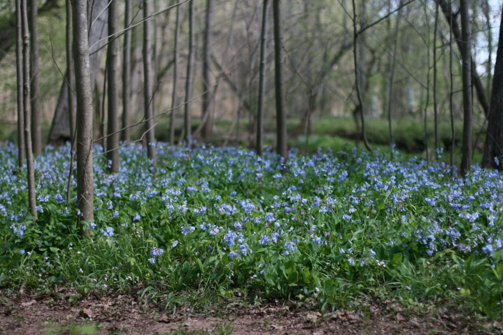 Virginia Bluebell Bare Root Plant - 5 Roots Wildflower - Shade Lover - Zones 4-9 - Image 6