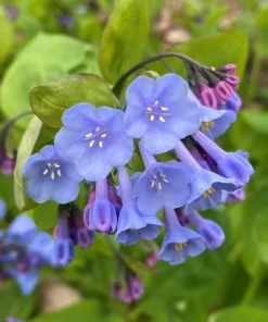 Virginia Bluebell Bulbs – 10 Pack – Mertensia virginica – Shade Perennials - Image 3