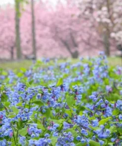 Virginia Bluebell Bulbs – 10 Pack – Mertensia virginica – Shade Perennials - Image 4