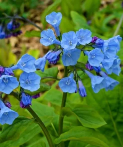 Virginia Bluebell Bulbs – 10 Pack – Mertensia virginica – Shade Perennials - Image 5