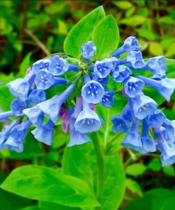 Virginia Bluebell Bulbs – 10 Pack – Mertensia virginica – Shade Perennials - Image 6