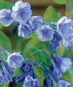Virginia Bluebell Bulbs – 10 Pack – Mertensia virginica – Shade Perennials - Image 7