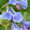 Virginia Bluebell Bulbs – 10 Pack – Mertensia virginica – Shade Perennials - Image 1